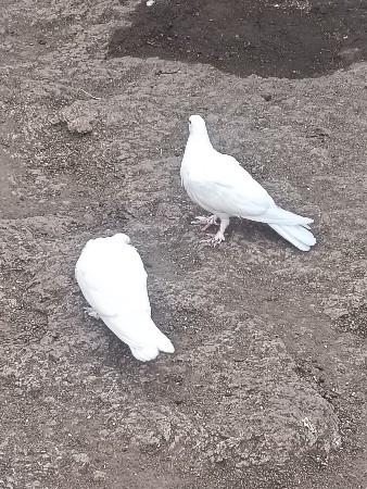 ફુલ ઉડાન