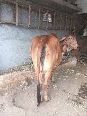 थंबनेल 3