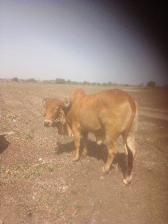 थंबनेल 2