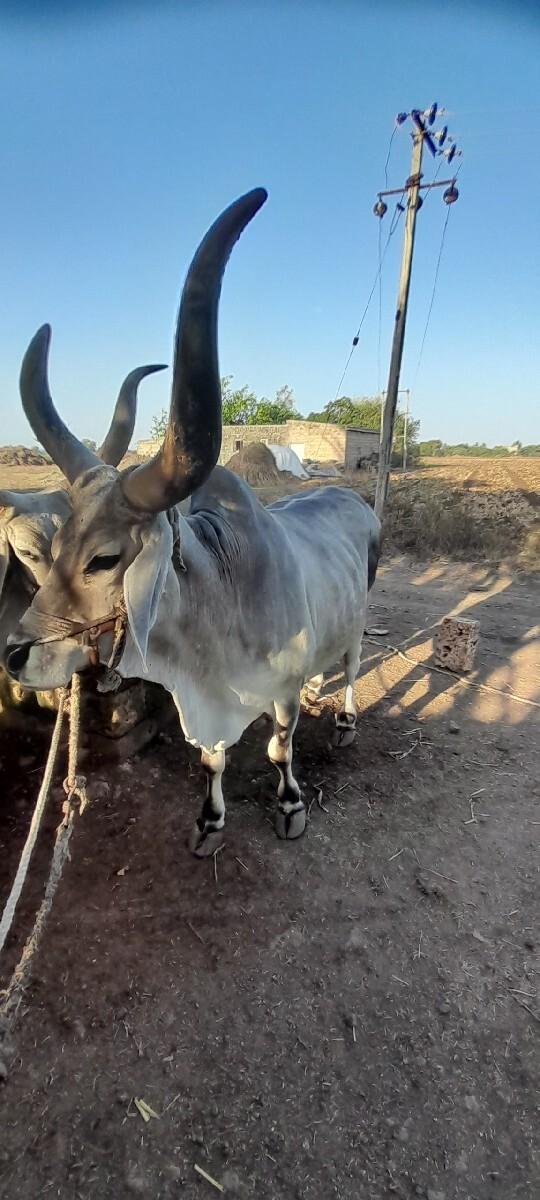 थंबनेल 3