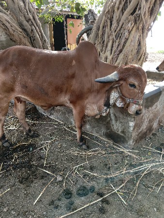 ગાય પેશવાની છે