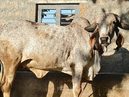 કાબરી હોડકી વેસવાની છે