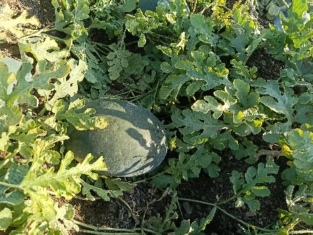 થંબનેલ 3