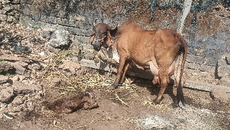 ગાય વેચવાની છે  તાજી  વેણલ છે ચાર