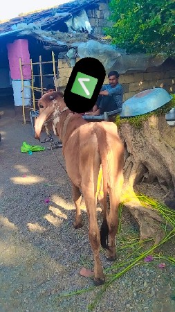 વેરી હોય તો ચાલે વાજડી ને વેચવાની છ