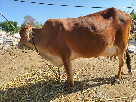 થંબનેલ 2