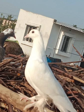 નર છે વેચાવ