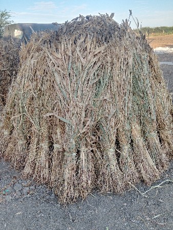 જવાર ની છાર વેચવા ની છે