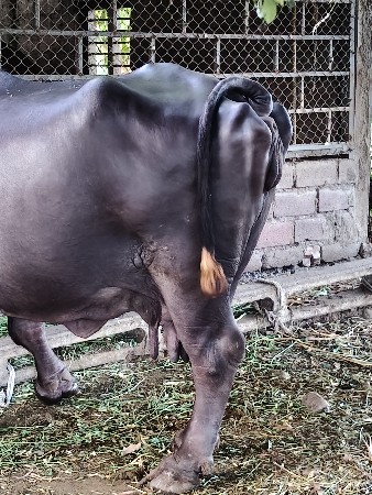 थंबनेल 3