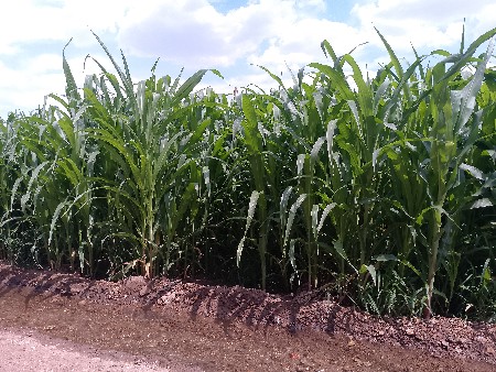 લીલી મકાઈ વેચવાની છે 8 વીઘાની