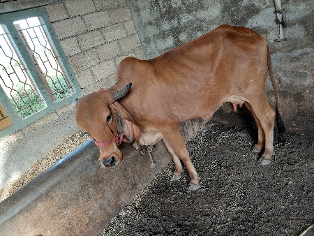 ગીર હોઙકુ