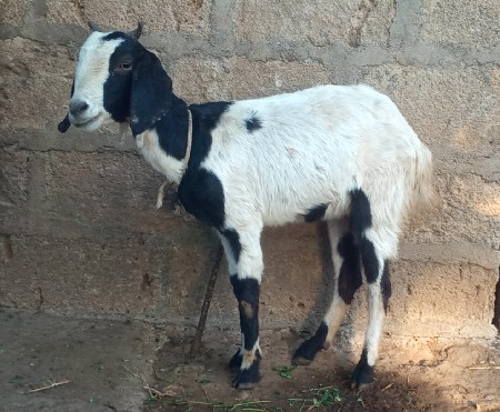 આ બકરી વેચવાની છે.