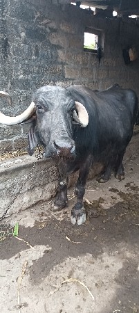 थंबनेल 2