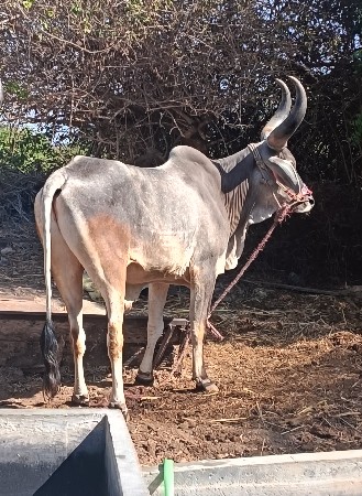 થંબનેલ 2