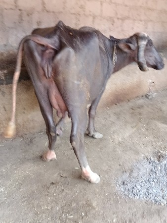 ભેસદેવાનીસે