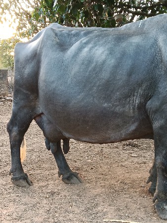 ભેંસ વેસવાની સે