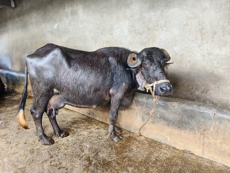 એક મહીના ની કાચી