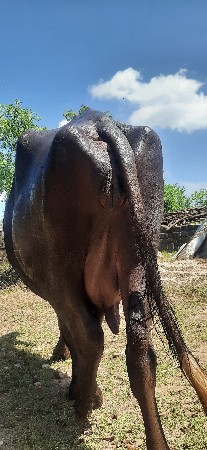 ભેંસ વેચવાની છે