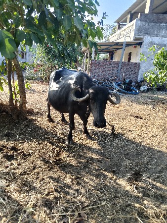 આ ભેસ વેચવાની છે