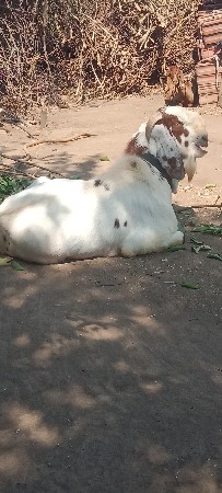 थंबनेल 3