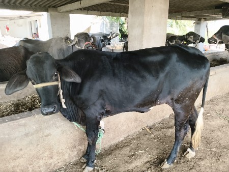 थंबनेल 2