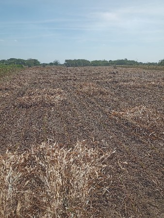 જુવાર ની નિરણ વેચવાની છે