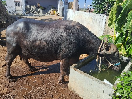 ભેંસ વેચવાની છે