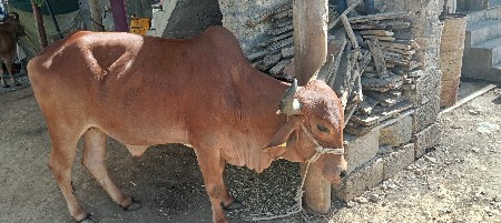 थंबनेल 3