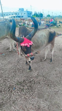 થંબનેલ 2