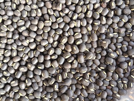 નિર્મલના અળદ વેચવાના છે