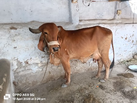 આ ગાય ઘોડી સાથે સાટા કરવાના છે