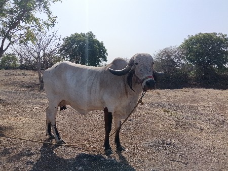 થંબનેલ 2