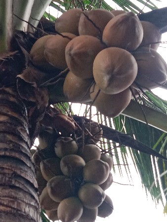 નારીયેળ