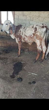 વાછડી વેચવાની છે