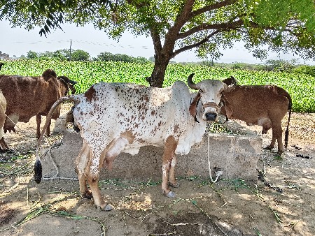 ગાય વેચવાની છે
