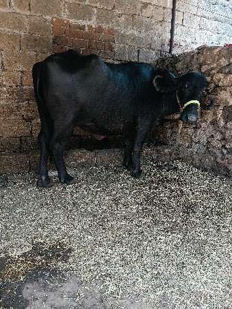 ભેંસ વેચવાની છે વેતર 2