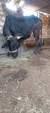 थंबनेल 2