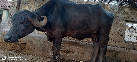 98256 98611 આમાં ફોન કરવો