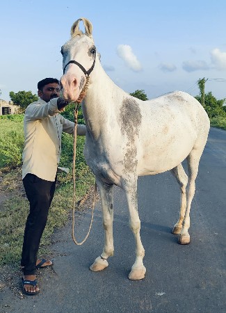 ઘોડી વેચવાની છે