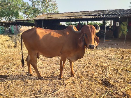 ગાય