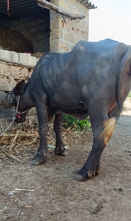 ત્રણ ભેંસો વેચવાની છે