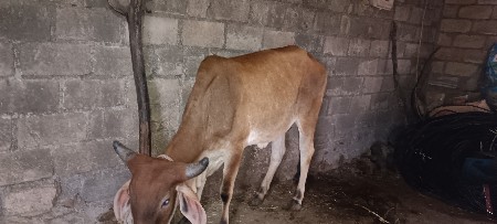 थंबनेल 3