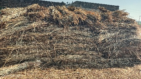 બાજરાની સાર વેસ્વાની છે