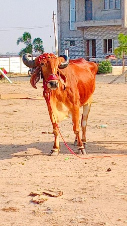 થંબનેલ 2