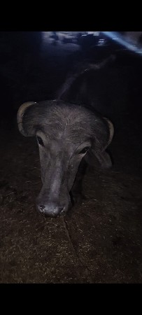 આ પાડો વેચવા નો છે