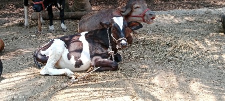 એસેફ હોડકી વેચવાની છે