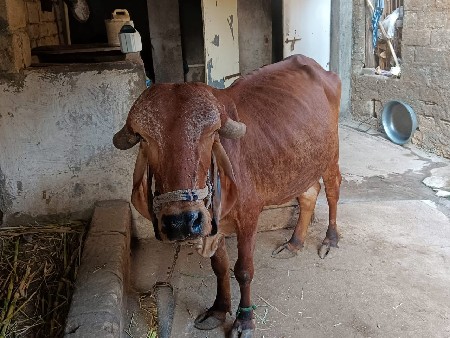 थंबनेल 3