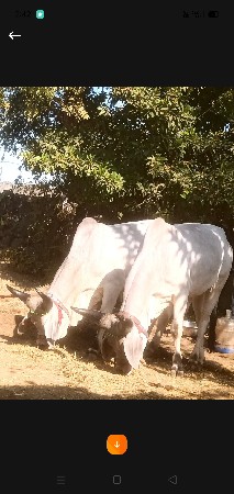 थंबनेल 5