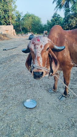 ગાય વેચવાની‌ છે