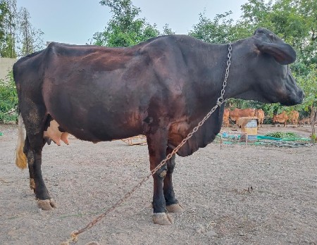 ગીર ક્રોસ ગાય વેચવાની